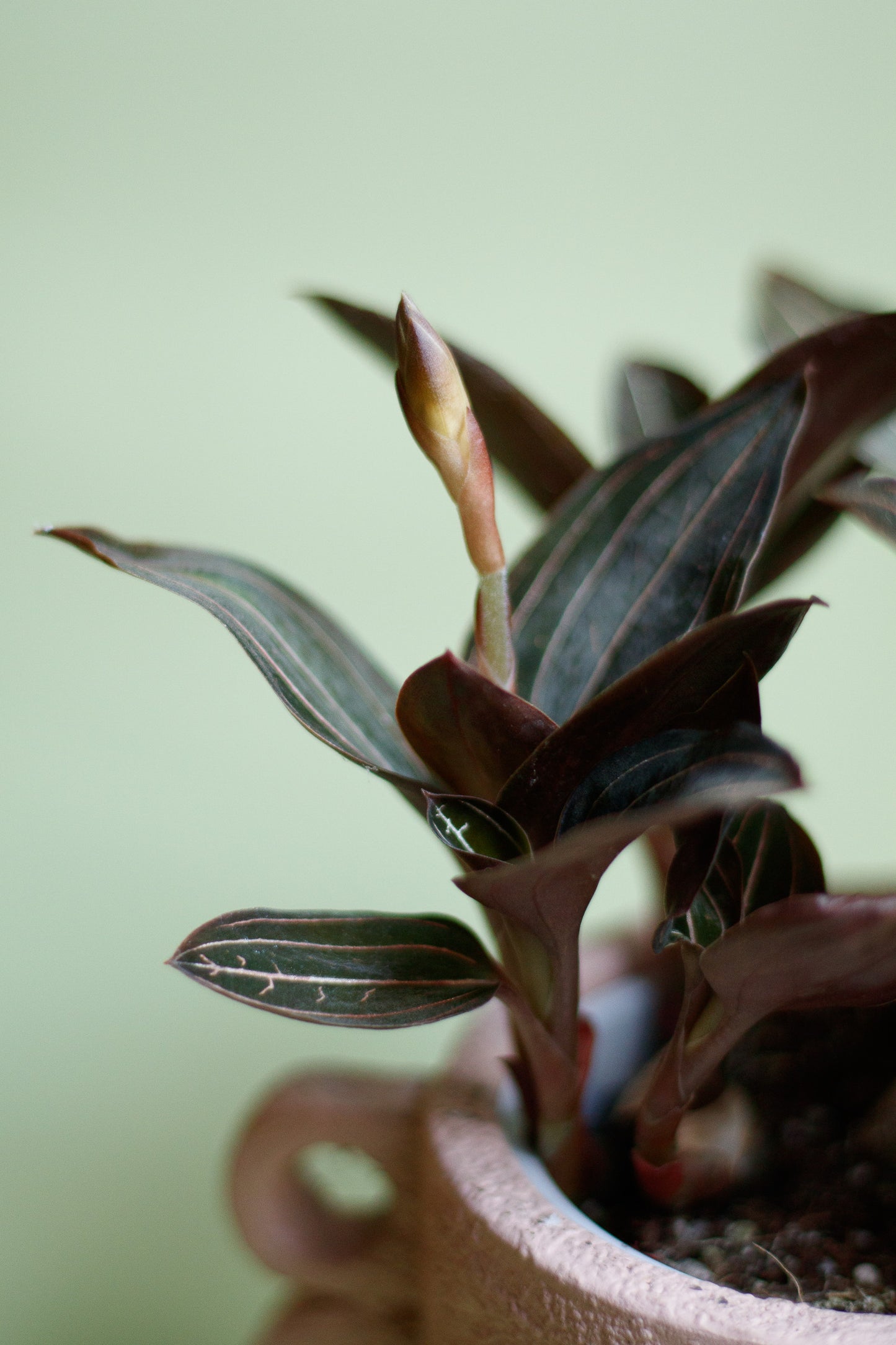 Ludisia Discolor 'Jewel Orchid'