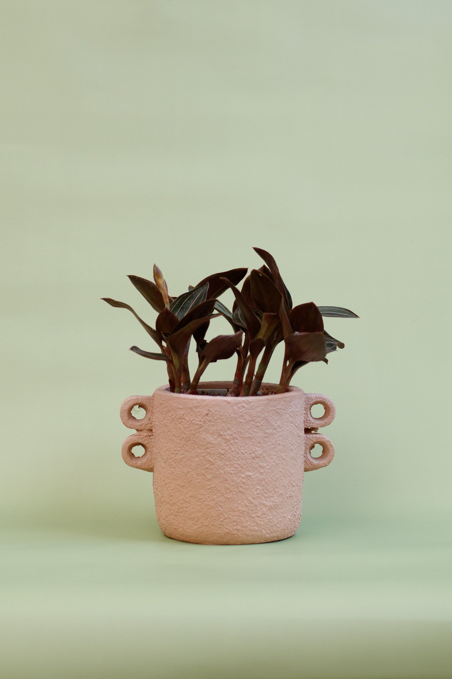 Ludisia Discolor 'Jewel Orchid'