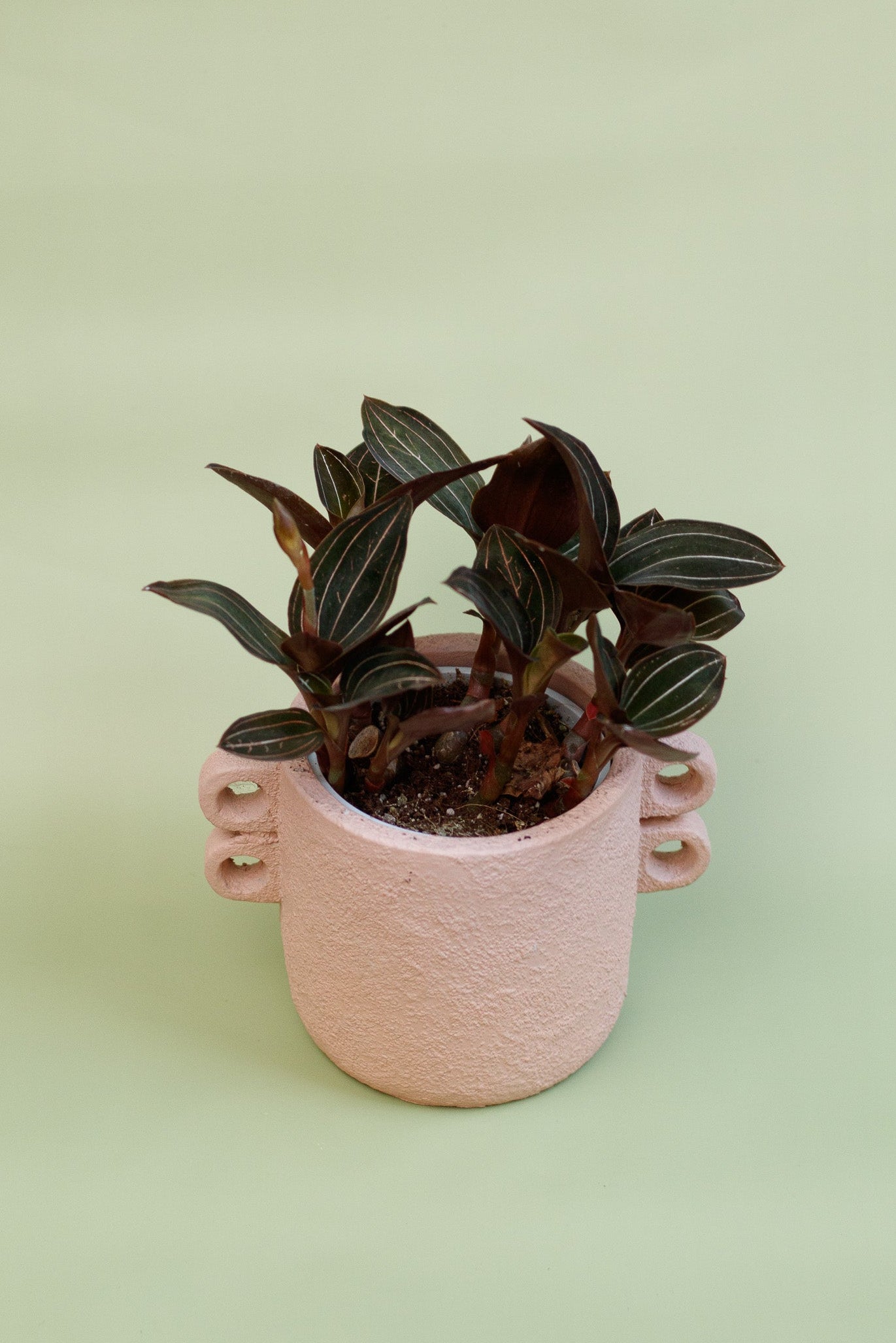Ludisia Discolor 'Jewel Orchid'