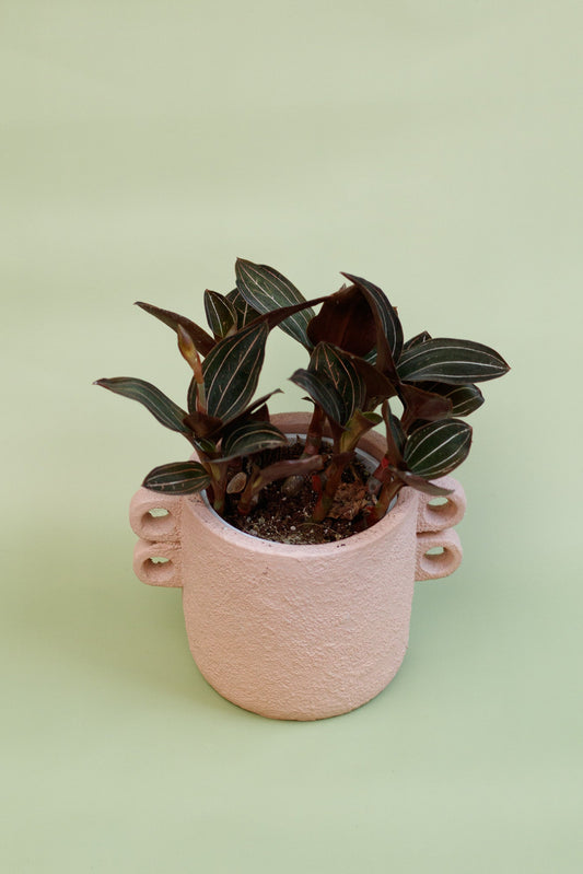 Ludisia Discolor 'Jewel Orchid'