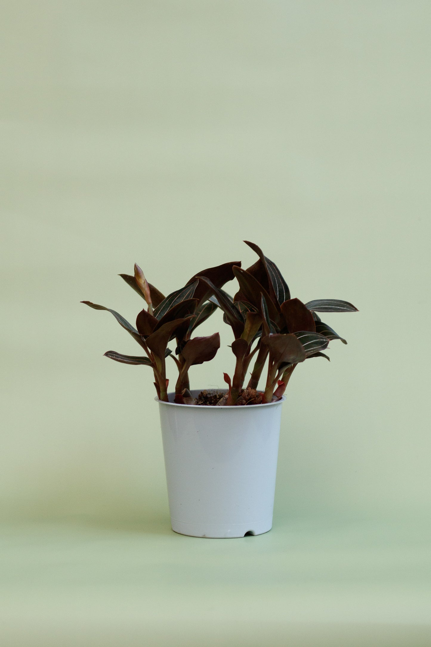 Ludisia Discolor 'Jewel Orchid'
