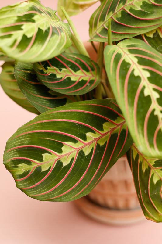 Maranta Leuconeura