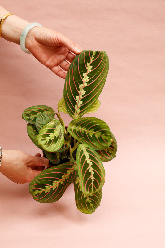 Maranta Leuconeura