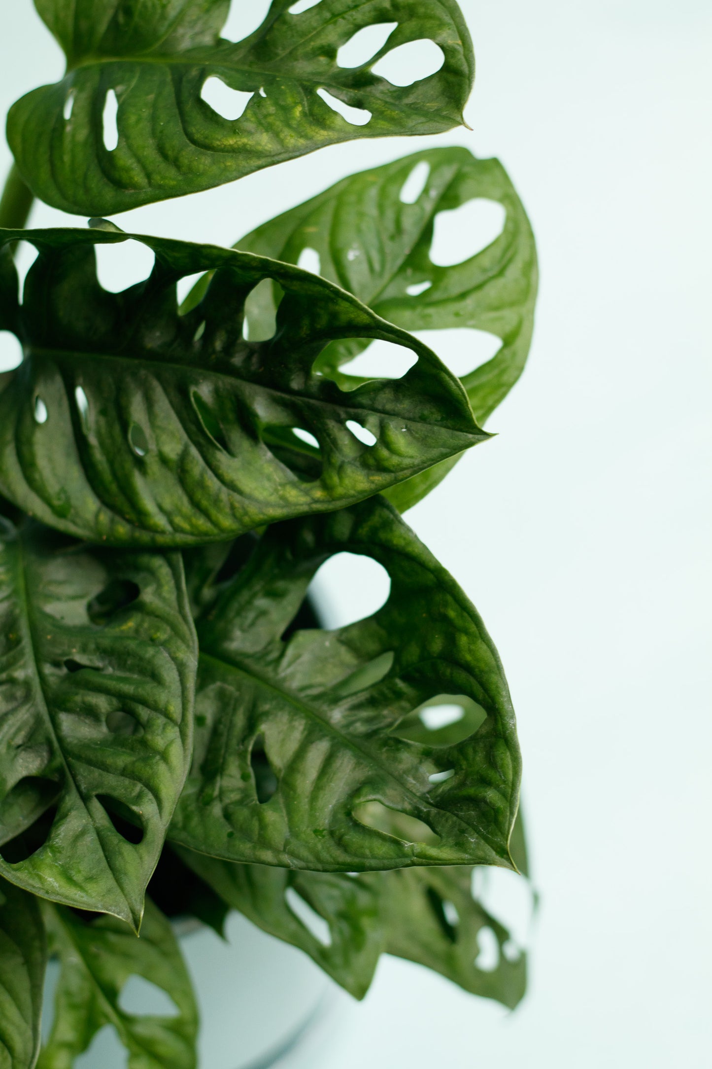 Monstera Adansonii `