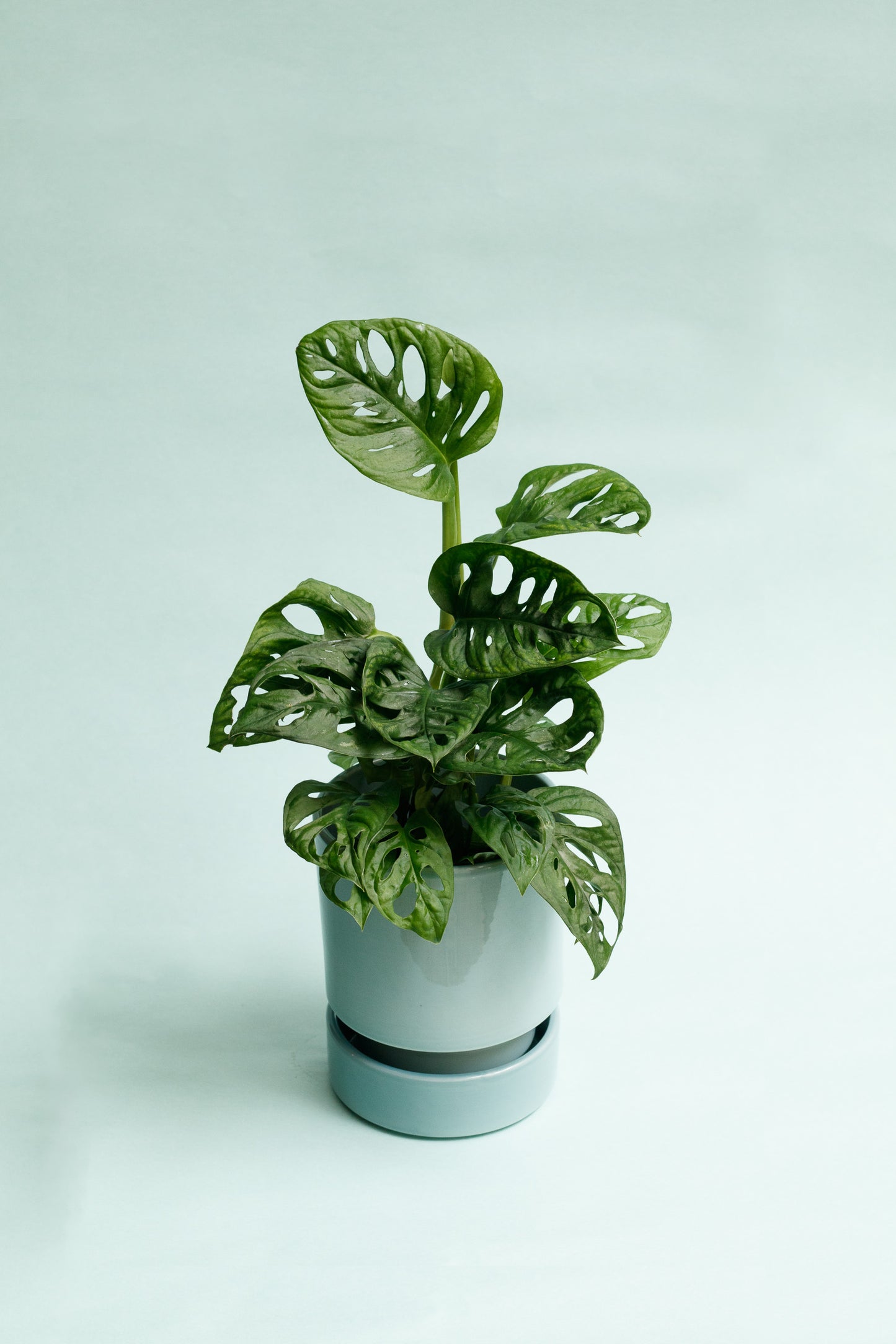 Monstera Adansonii `
