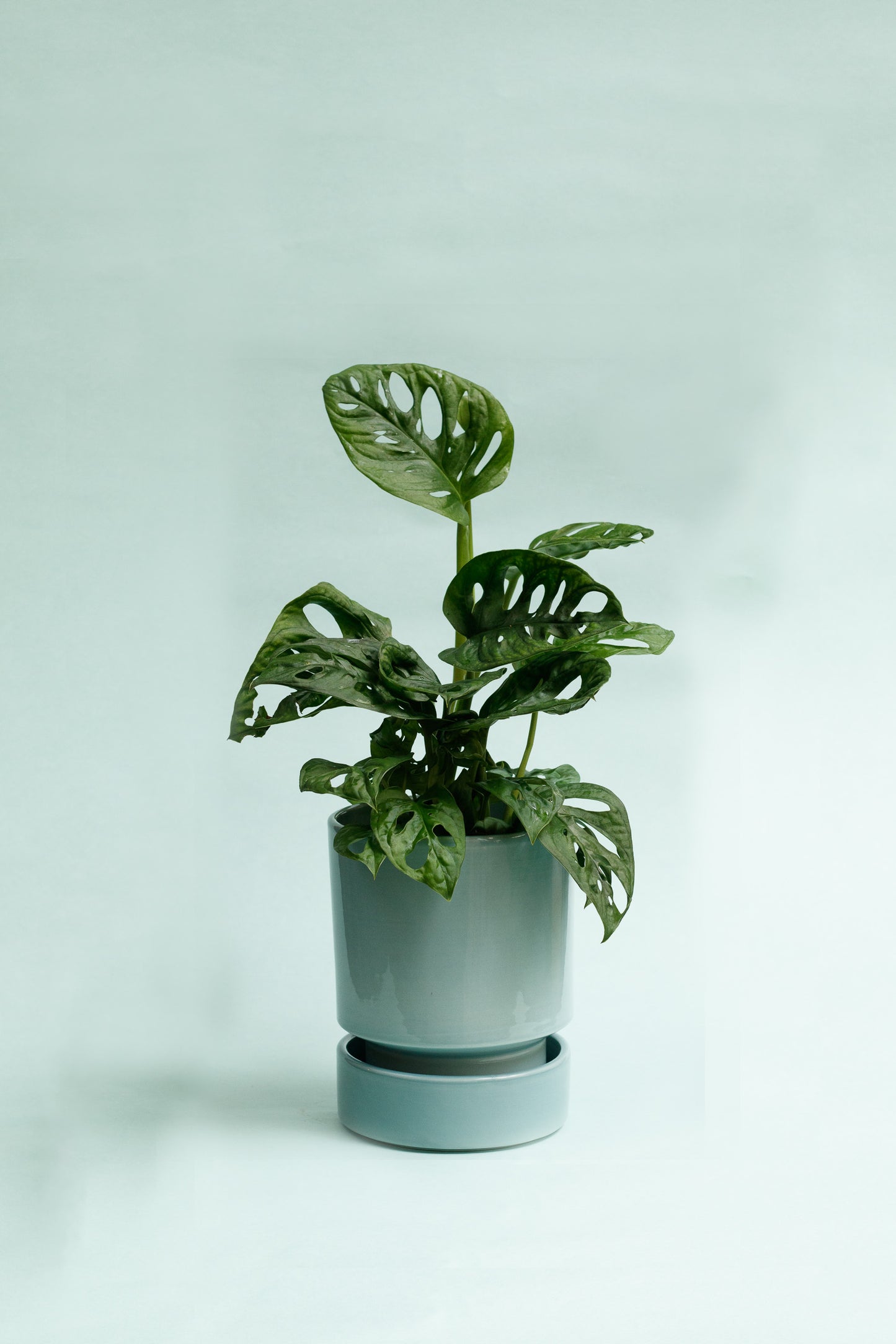 Monstera Adansonii `
