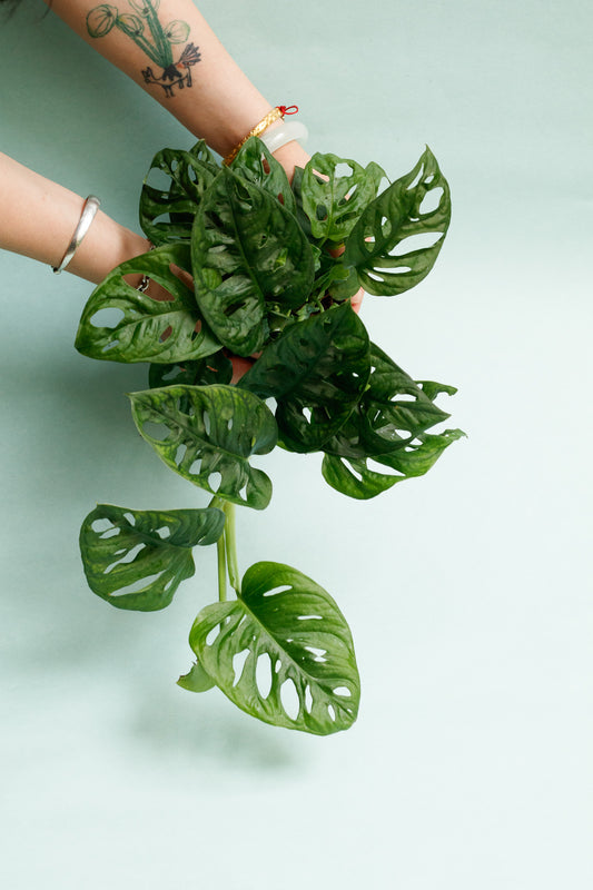 Monstera Adansonii `