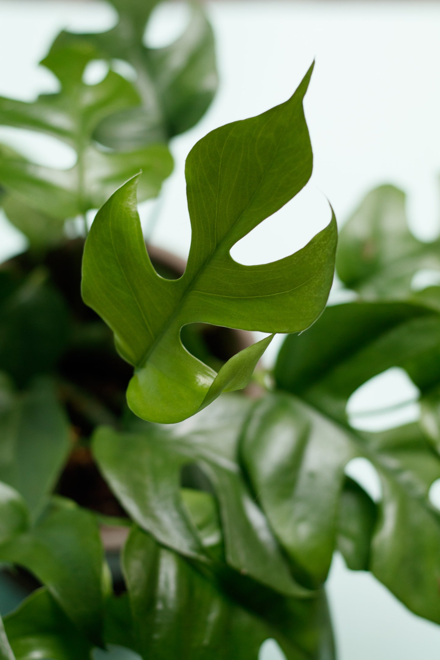 Rhaphidophora Tetrasperma 'Monstera Minima'