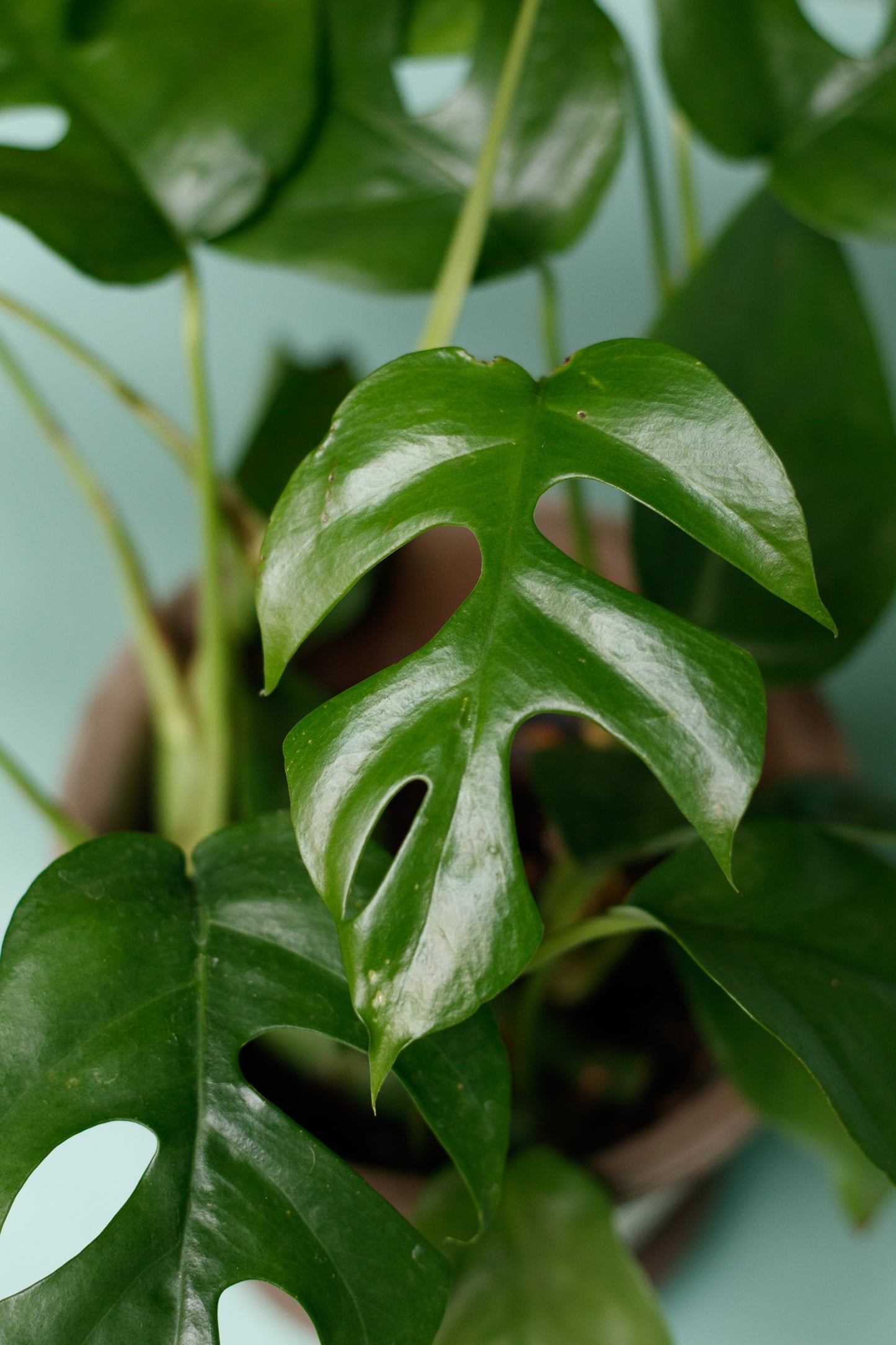 Rhaphidophora Tetrasperma 'Monstera Minima'
