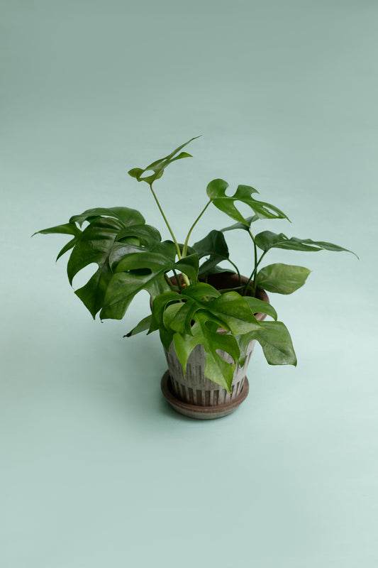 Rhaphidophora Tetrasperma 'Monstera Minima'