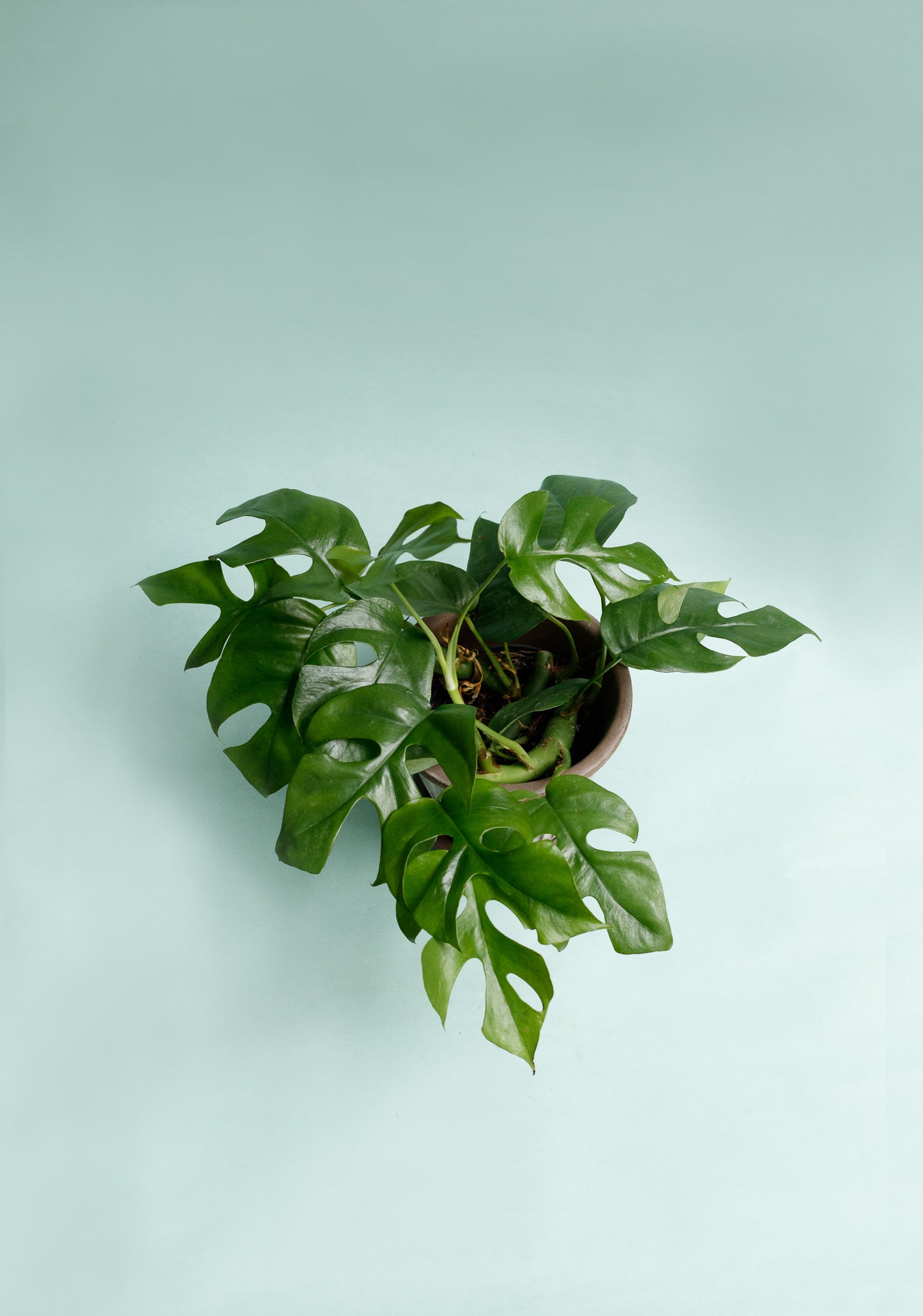 Rhaphidophora Tetrasperma 'Monstera Minima'