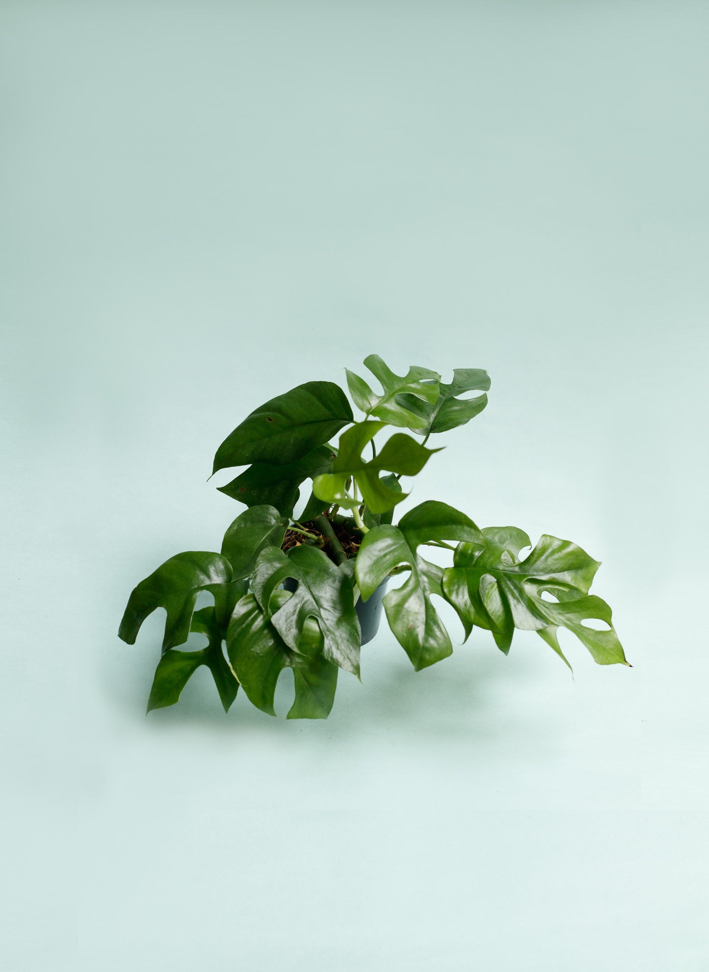 Rhaphidophora Tetrasperma 'Monstera Minima'