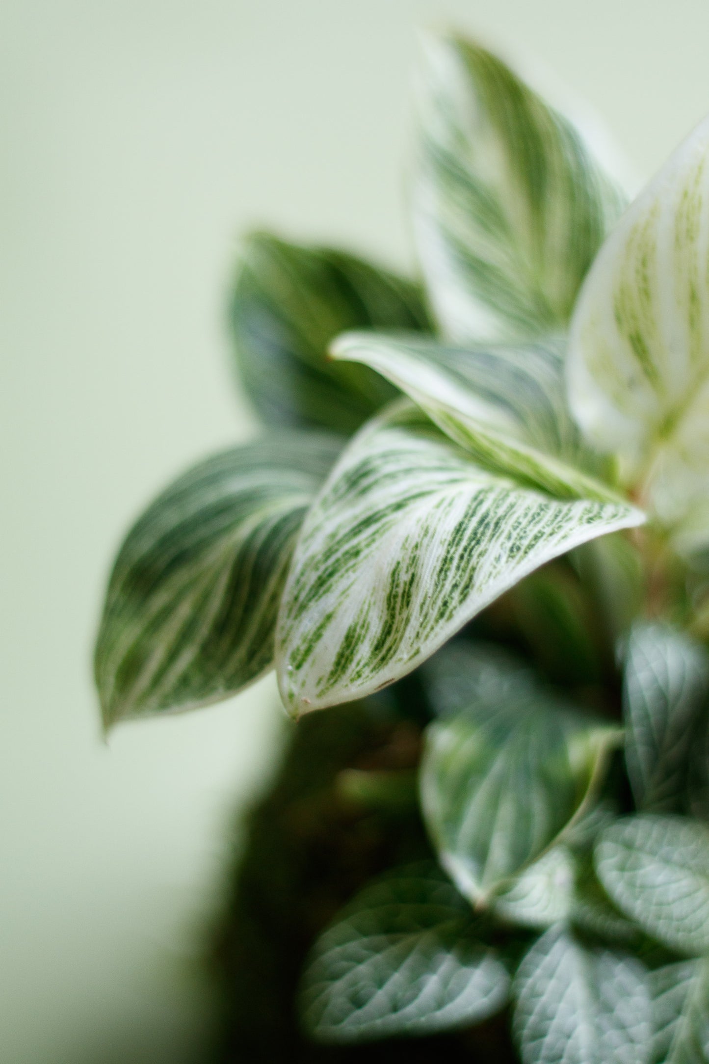 Kokedama - Philodendron White Veins & Fittonia