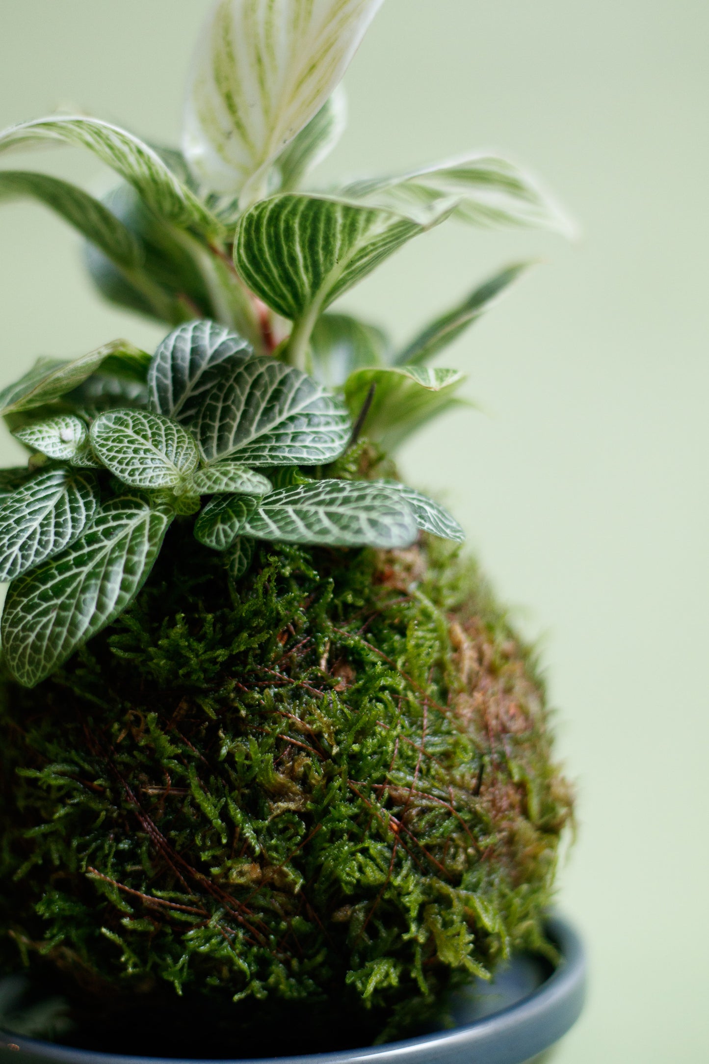 Kokedama - Philodendron White Veins & Fittonia