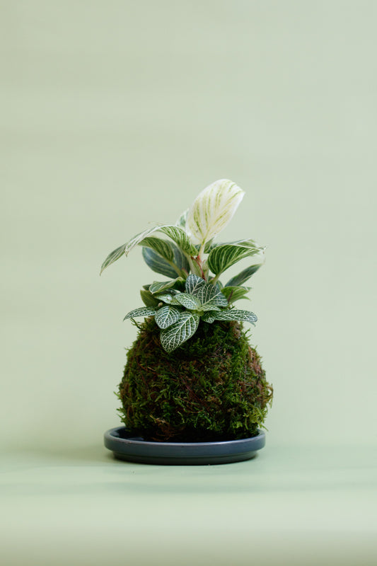Kokedama - Philodendron White Veins & Fittonia