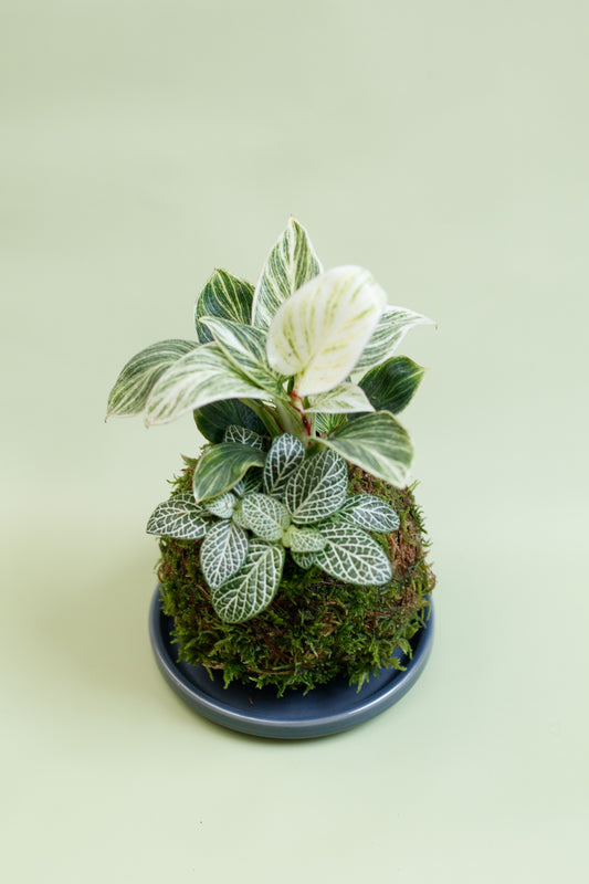 Kokedama - Philodendron White Veins & Fittonia