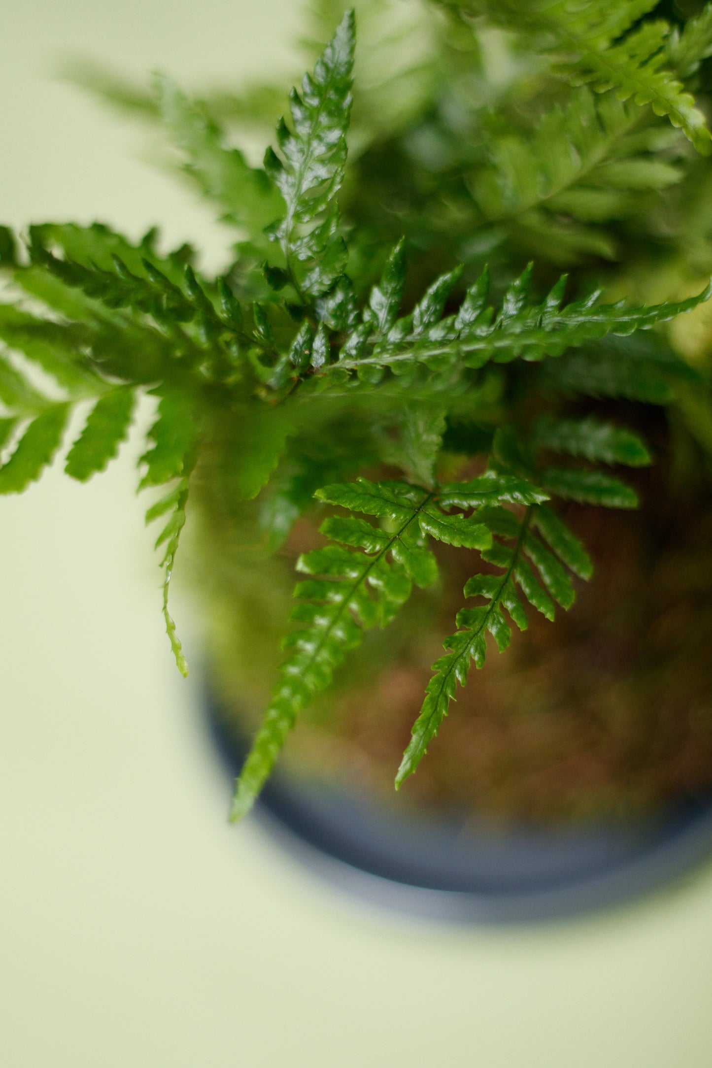 Kokedama - Grünfarn