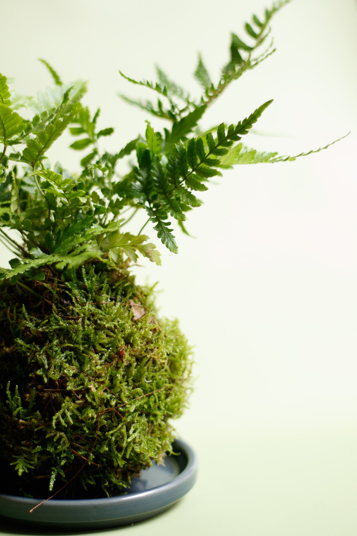 Kokedama - Grünfarn