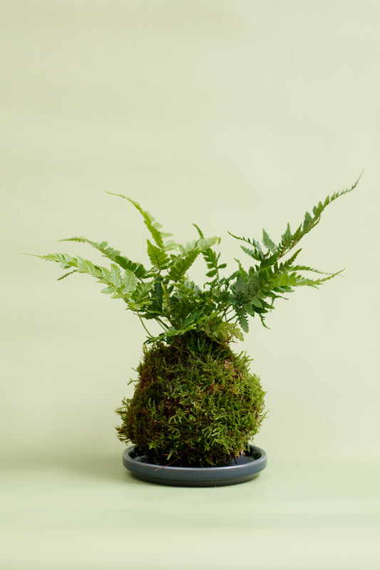 Kokedama - Grünfarn