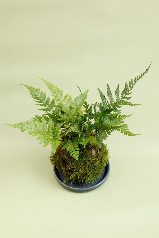 Kokedama - Grünfarn