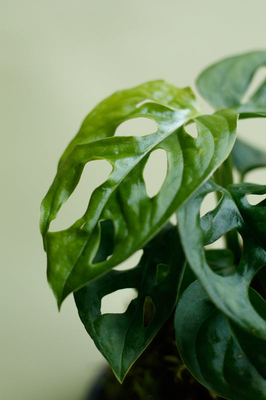Kokedama - Monstera Monkey Leaf
