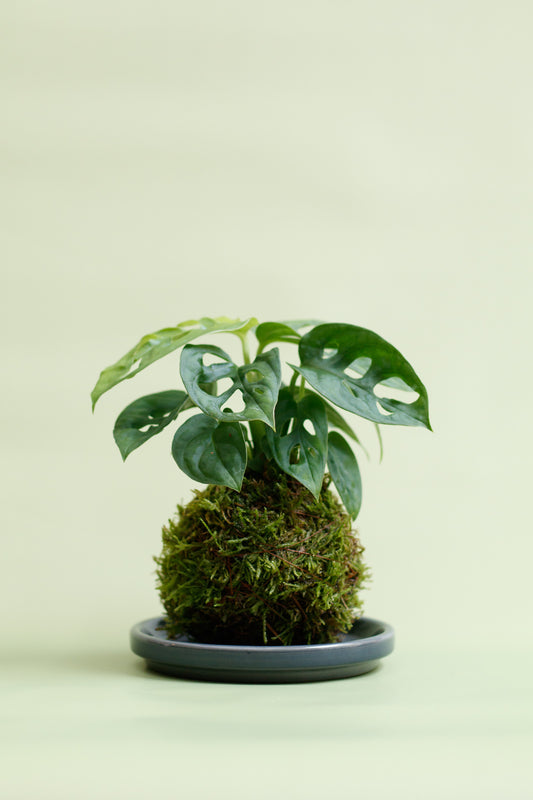 Kokedama - Monstera Monkey Leaf