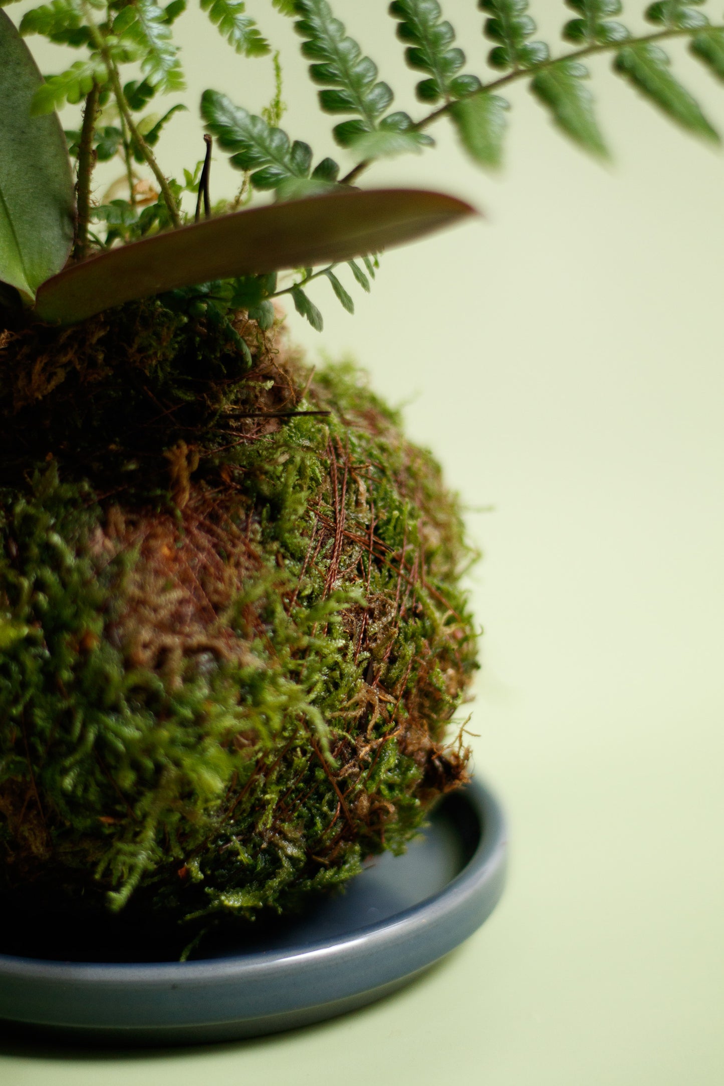 Kokedama - Orchidee Rosa & Grünflanze