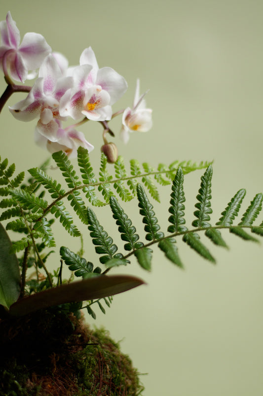 Kokedama - Orchidee Rosa & Grünflanze