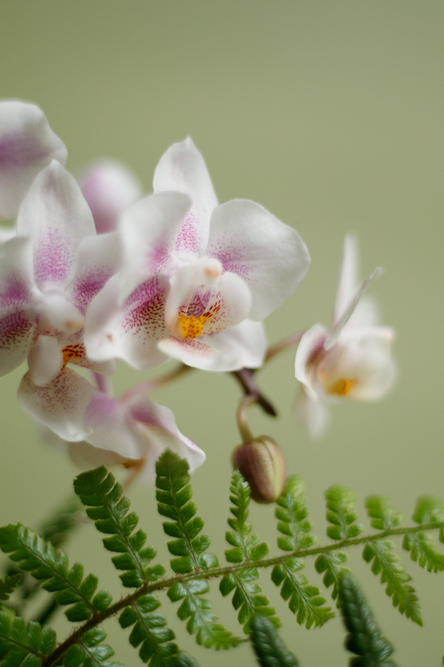 Kokedama - Orchidee Rosa & Grünflanze