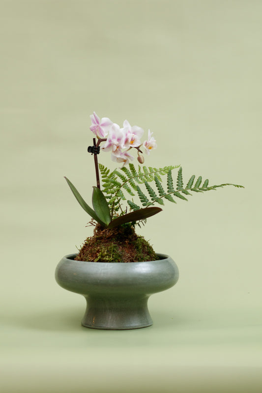 Kokedama - Orchidee Rosa & Grünflanze