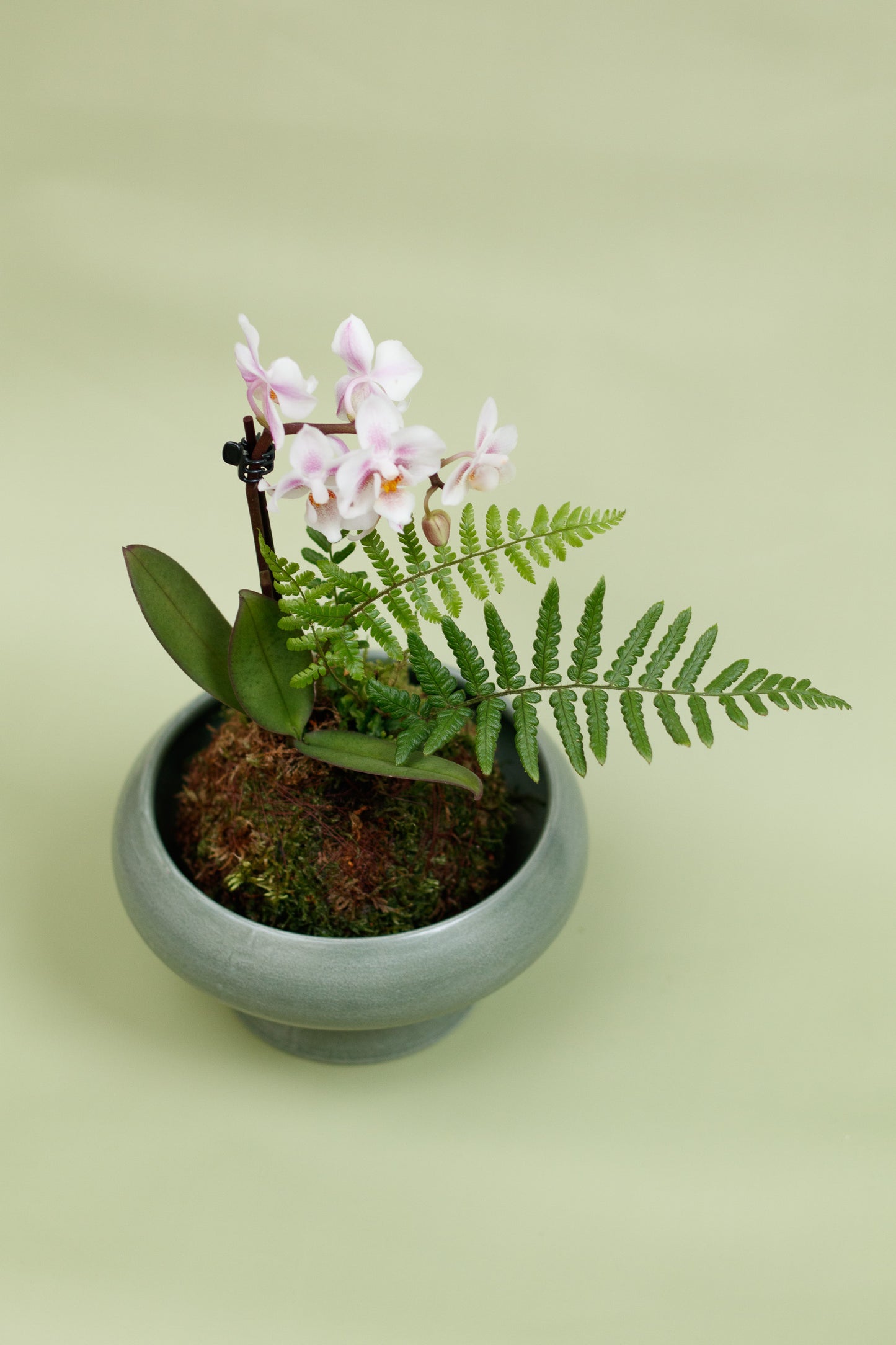 Kokedama - Orchidee Rosa & Grünflanze