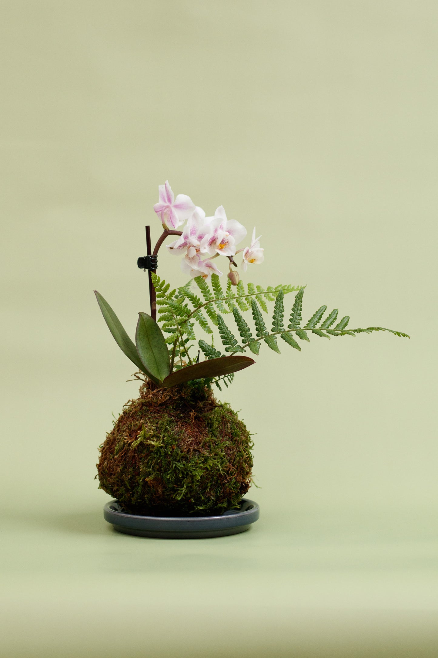 Kokedama - Orchidee Rosa & Grünflanze