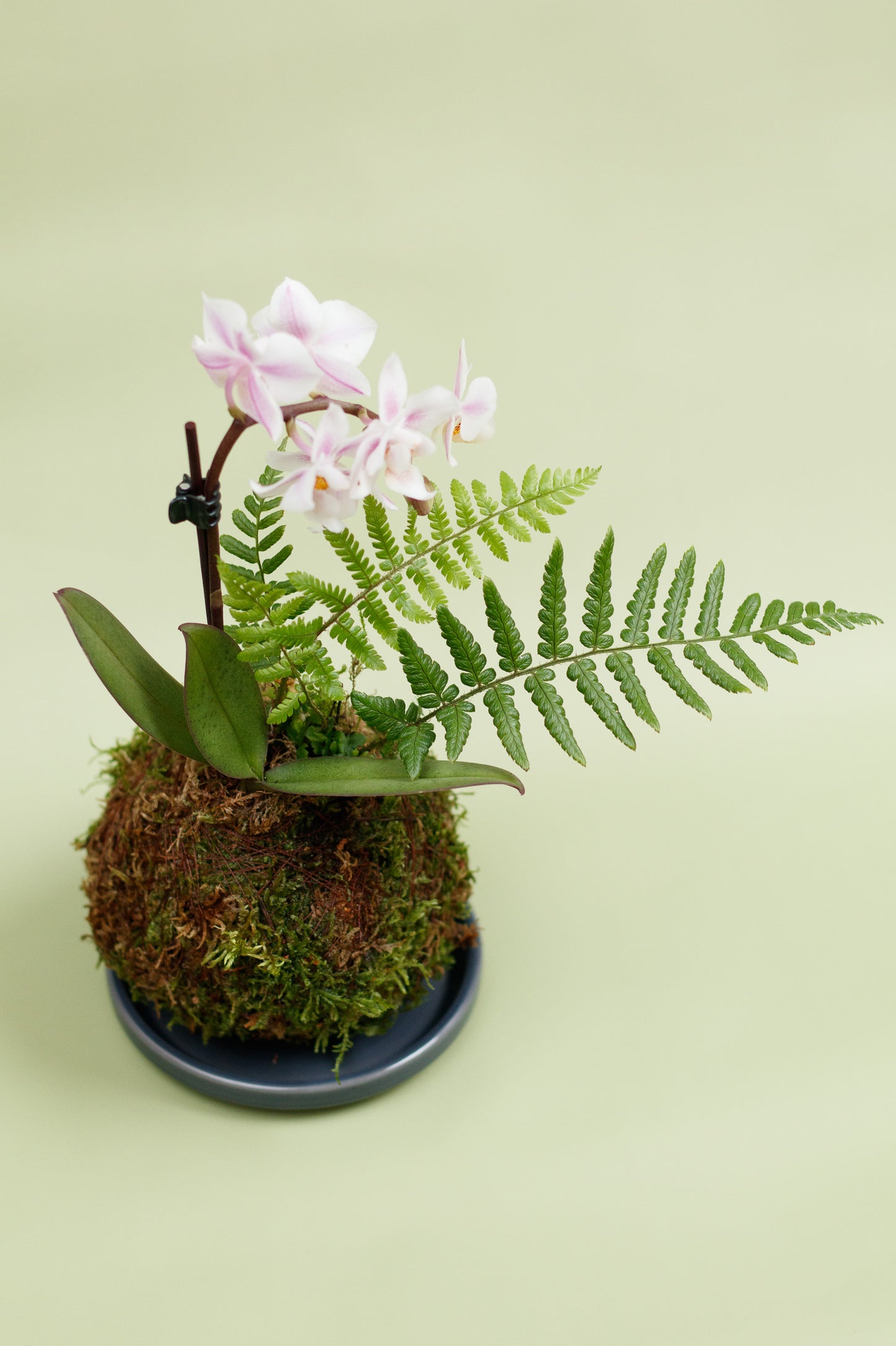 Kokedama - Orchidee Rosa & Grünflanze