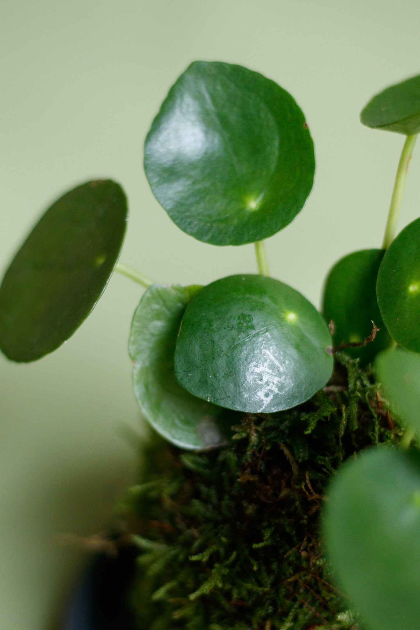 Kokedama - Pilea