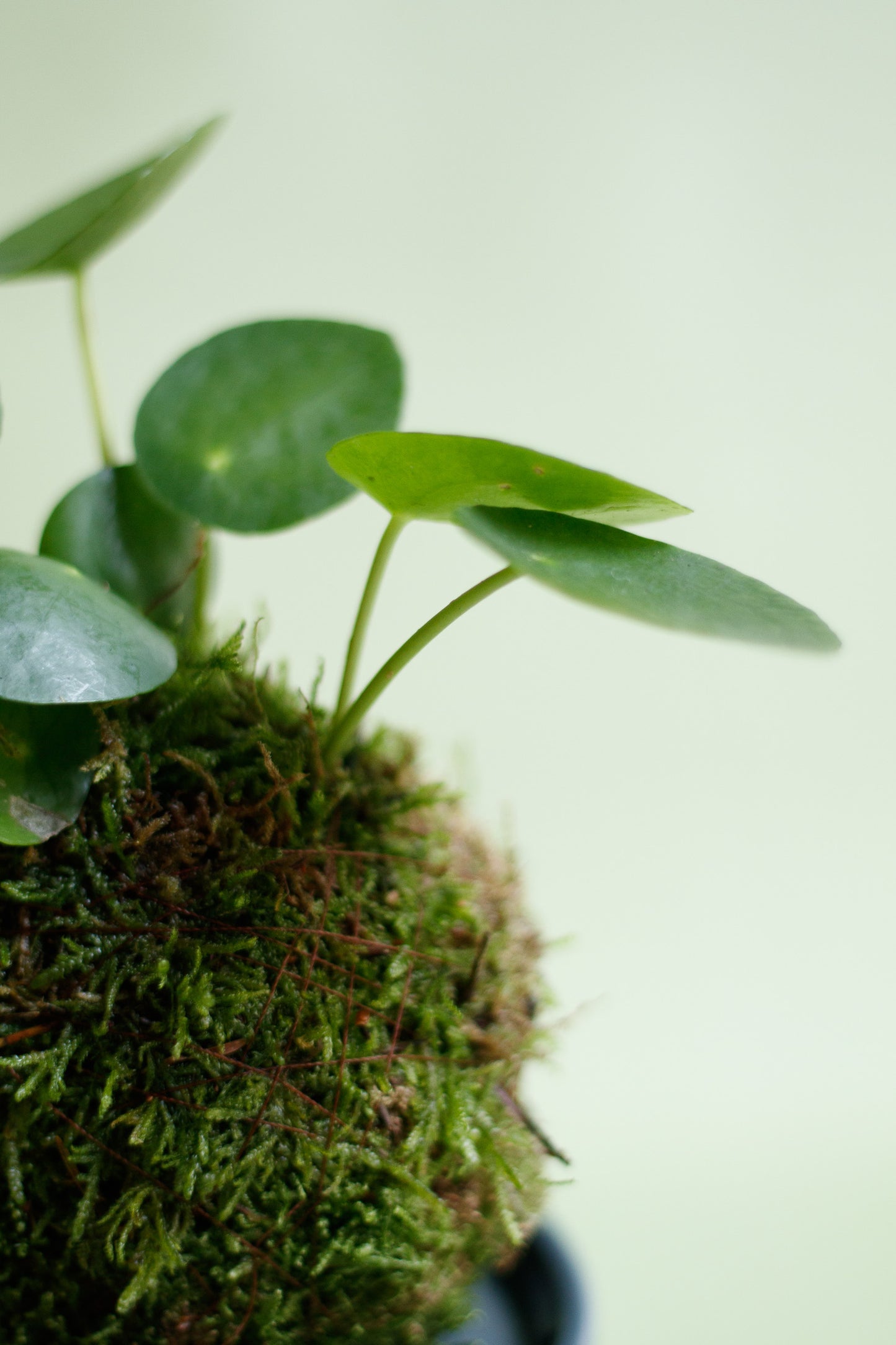 Kokedama - Pilea
