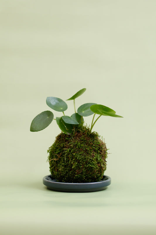 Kokedama - Pilea