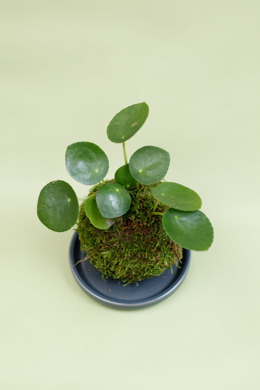 Kokedama - Pilea