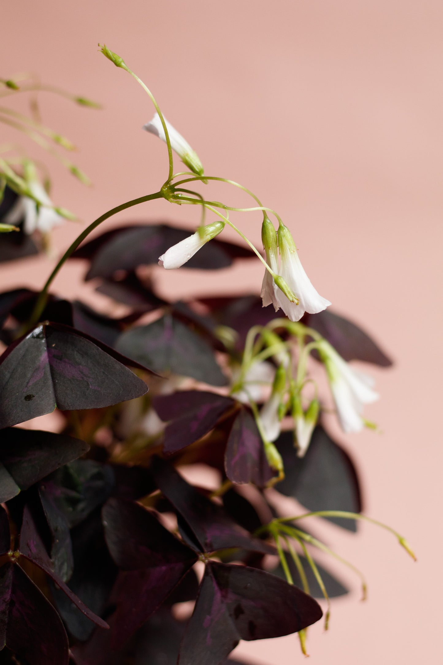 Oxalis triangularis 'Purpur Glücksklee'