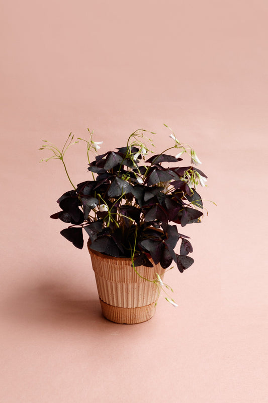 Oxalis triangularis 'Purpur Glücksklee'