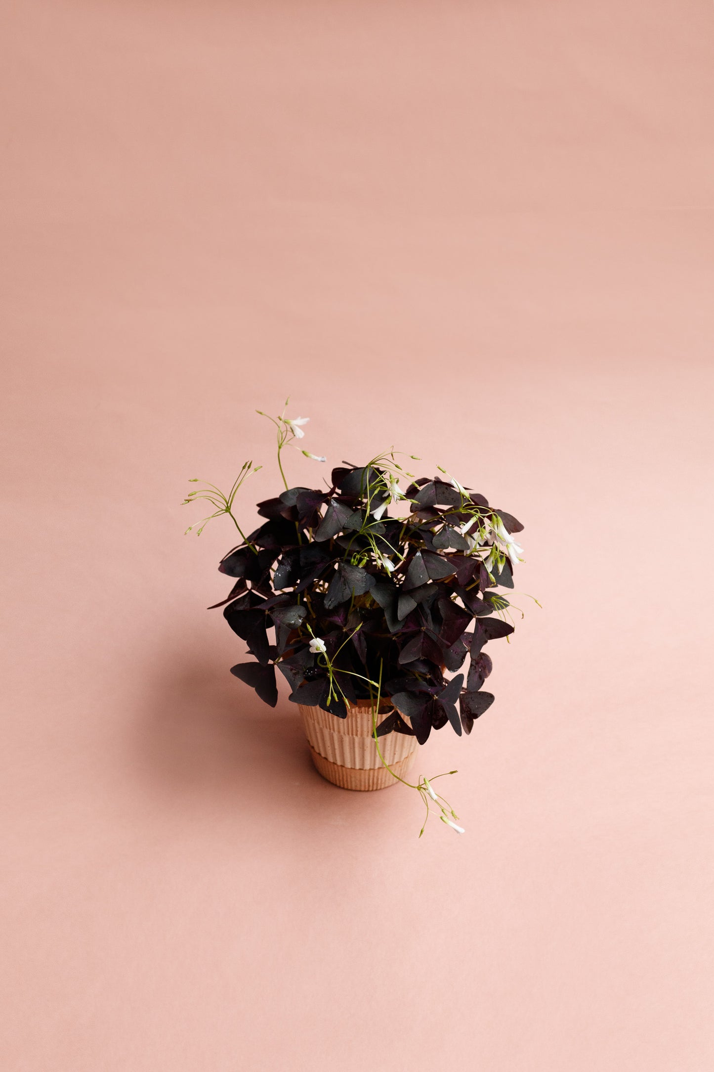 Oxalis triangularis 'Purpur Glücksklee'