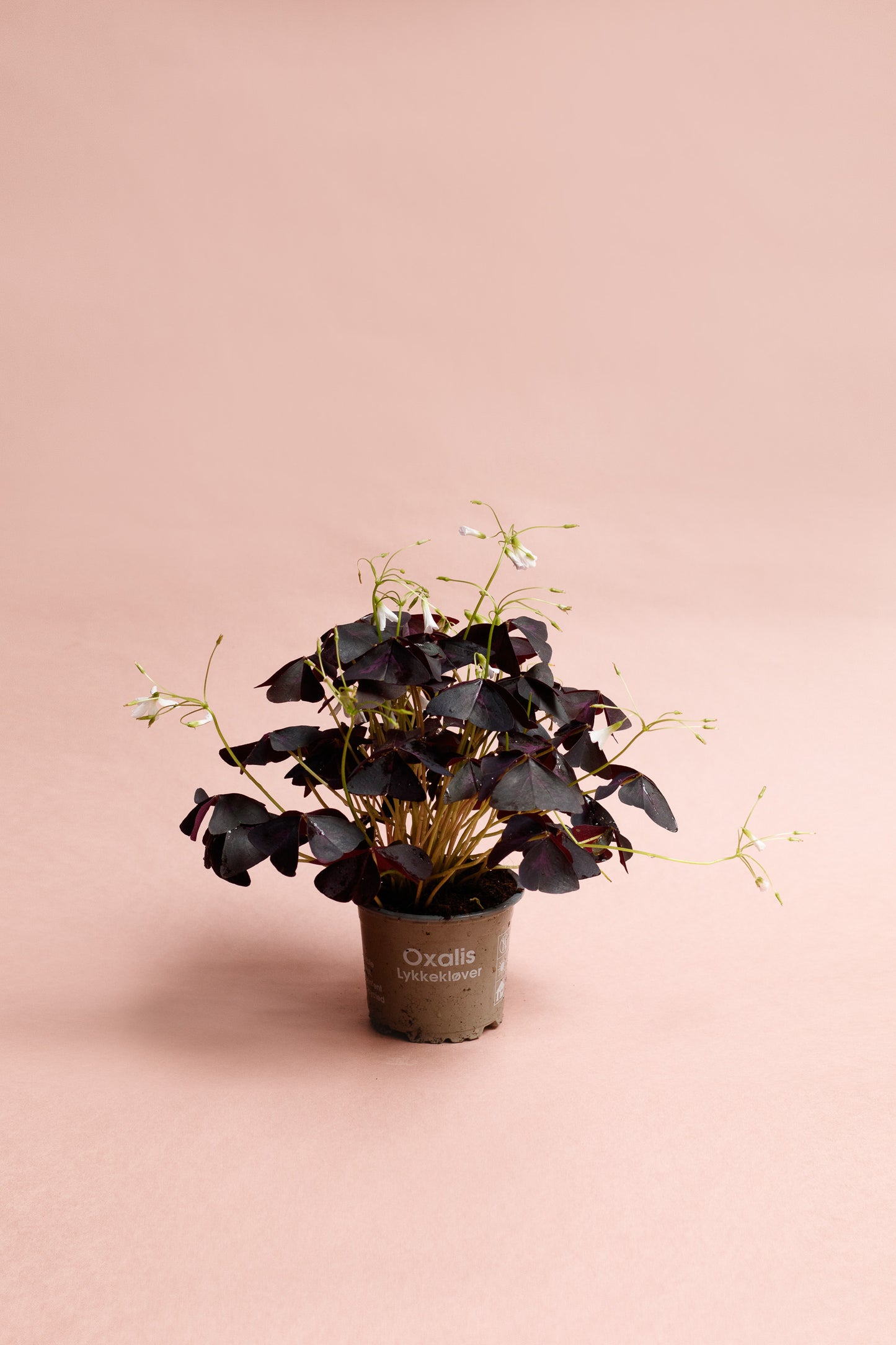 Oxalis triangularis 'Purpur Glücksklee'