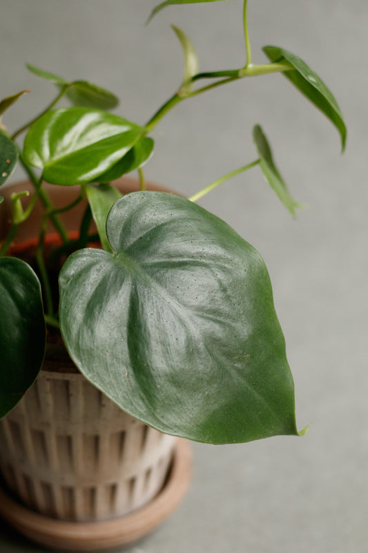 Philodendron Scandens
