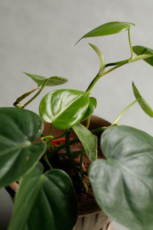 Philodendron Scandens