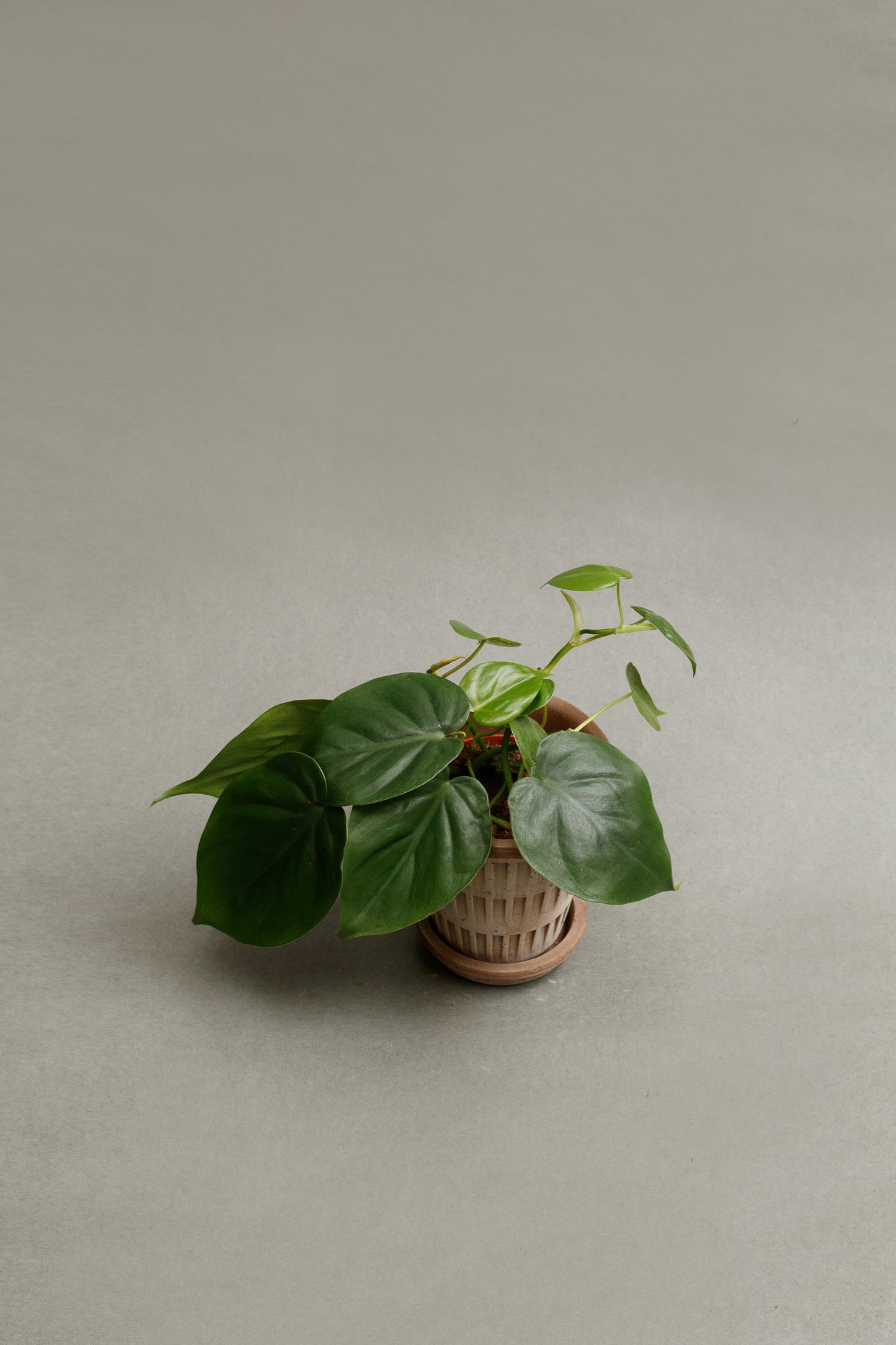 Philodendron Scandens