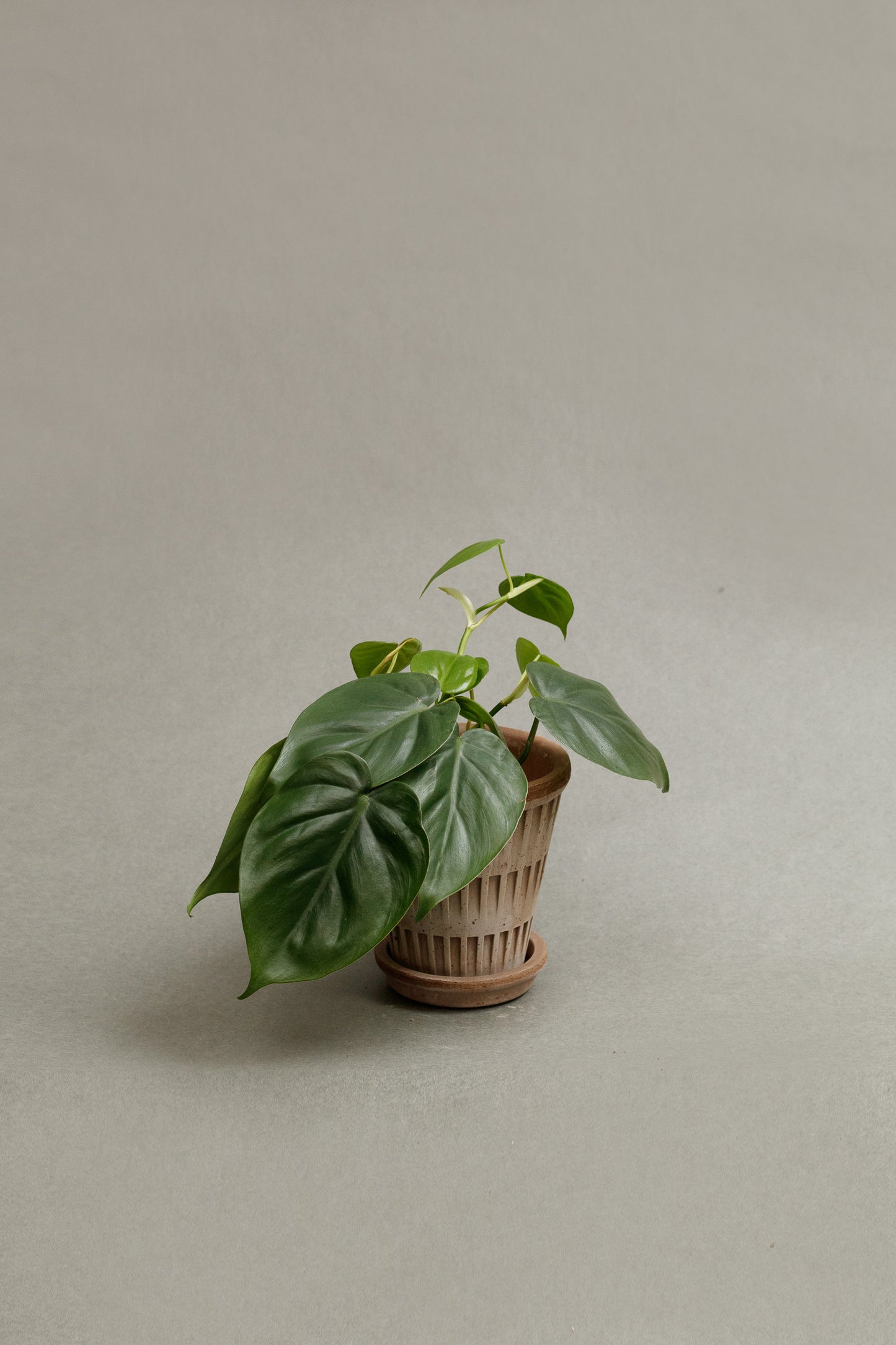 Philodendron Scandens