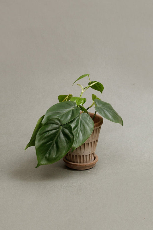 Philodendron Scandens
