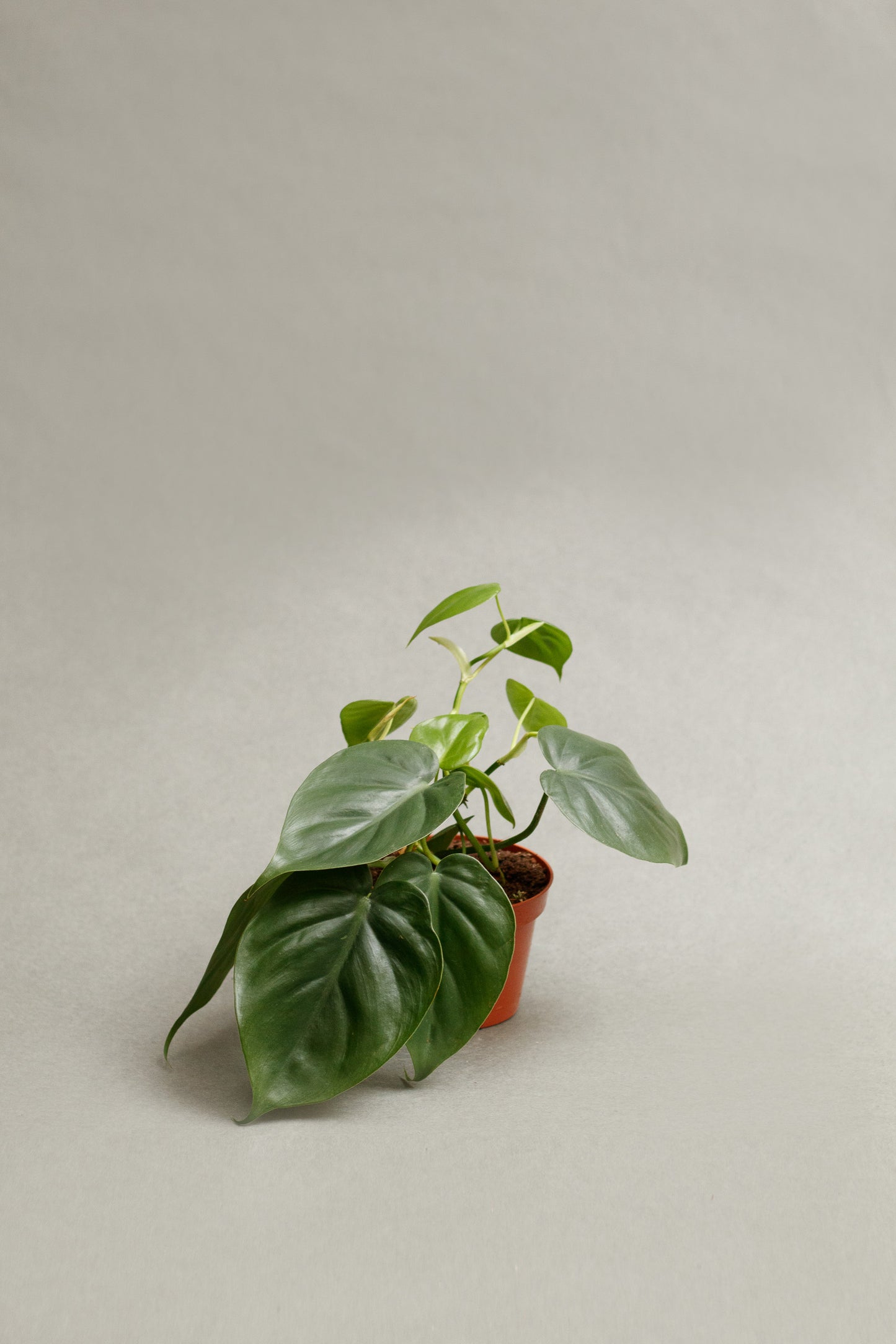 Philodendron Scandens