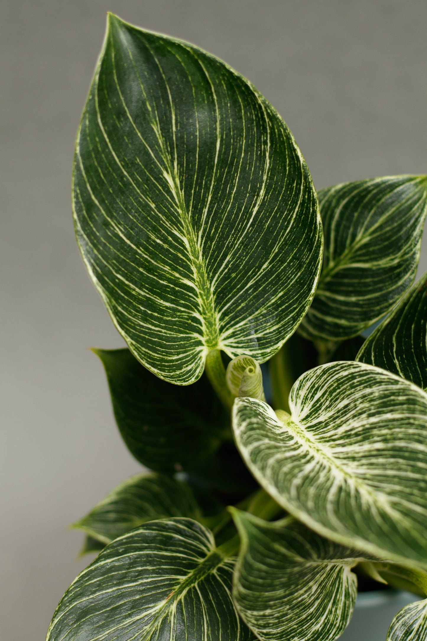 Philodendron 'Birkin'
