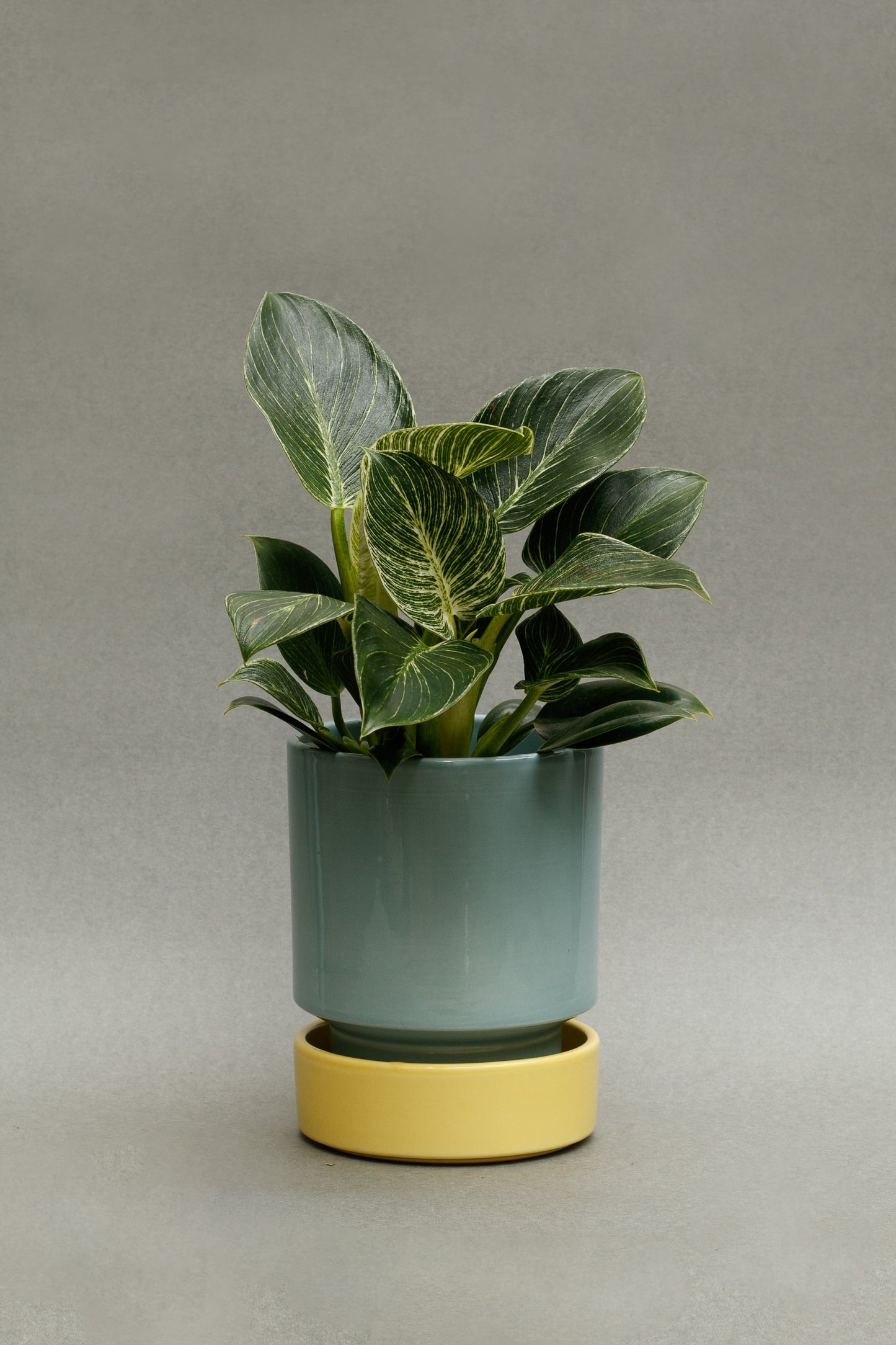 Philodendron 'Birkin'