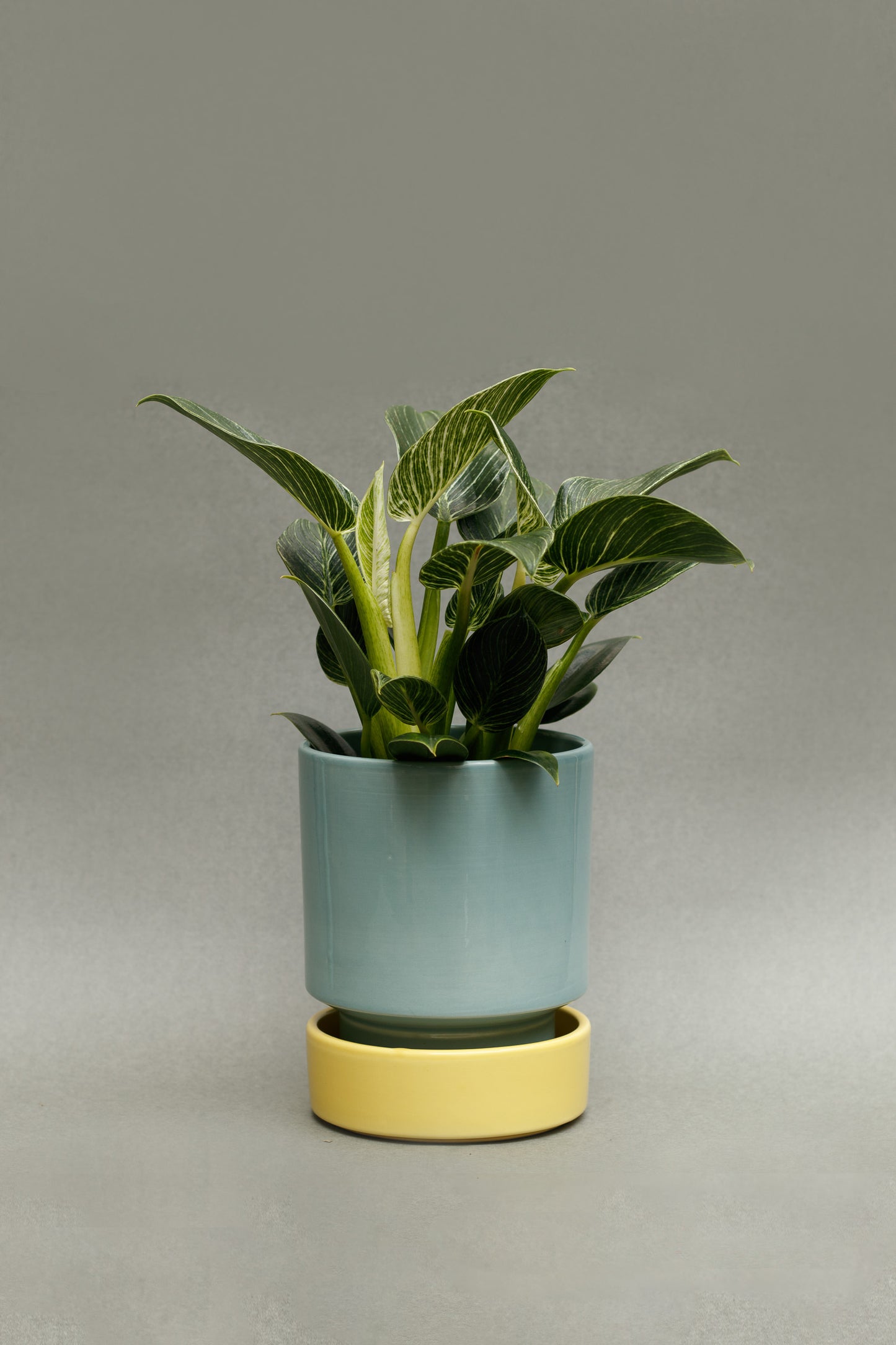 Philodendron 'Birkin'